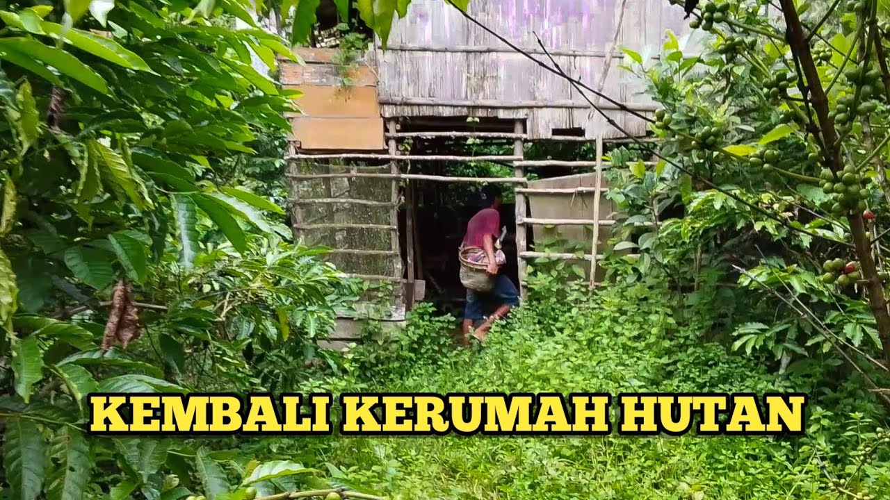 KEMBALI KERUMAH HUTAN #anakemaq