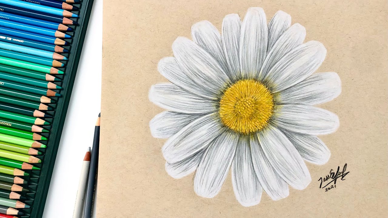HOW TO DRAW A DAISY | drawing flowers with coloured pencils