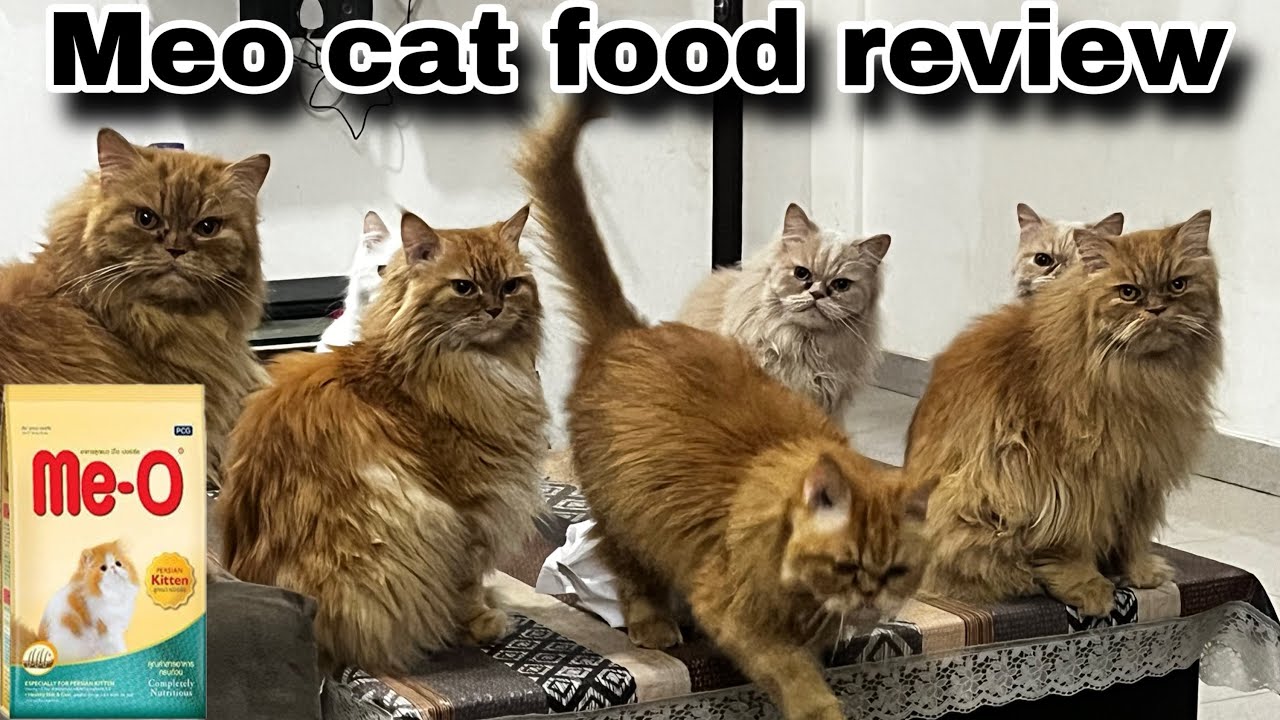 Meo persian cat food review