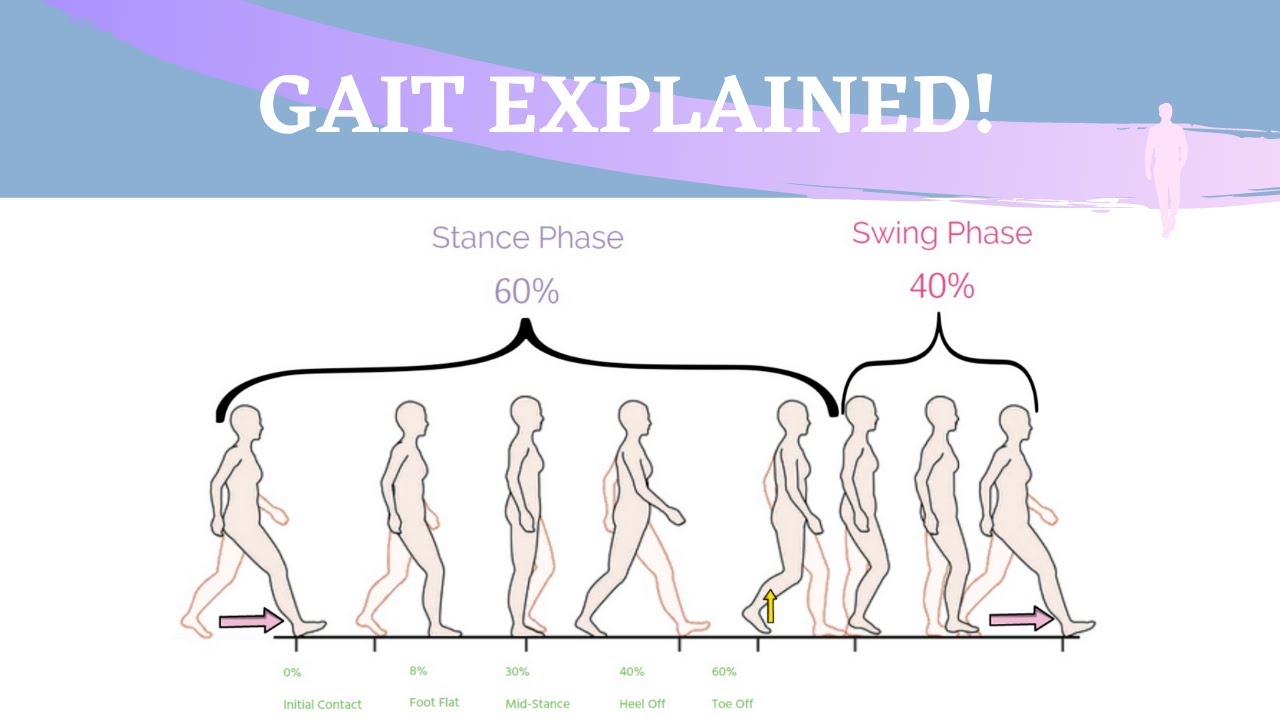 Gait Range of Motion Animation