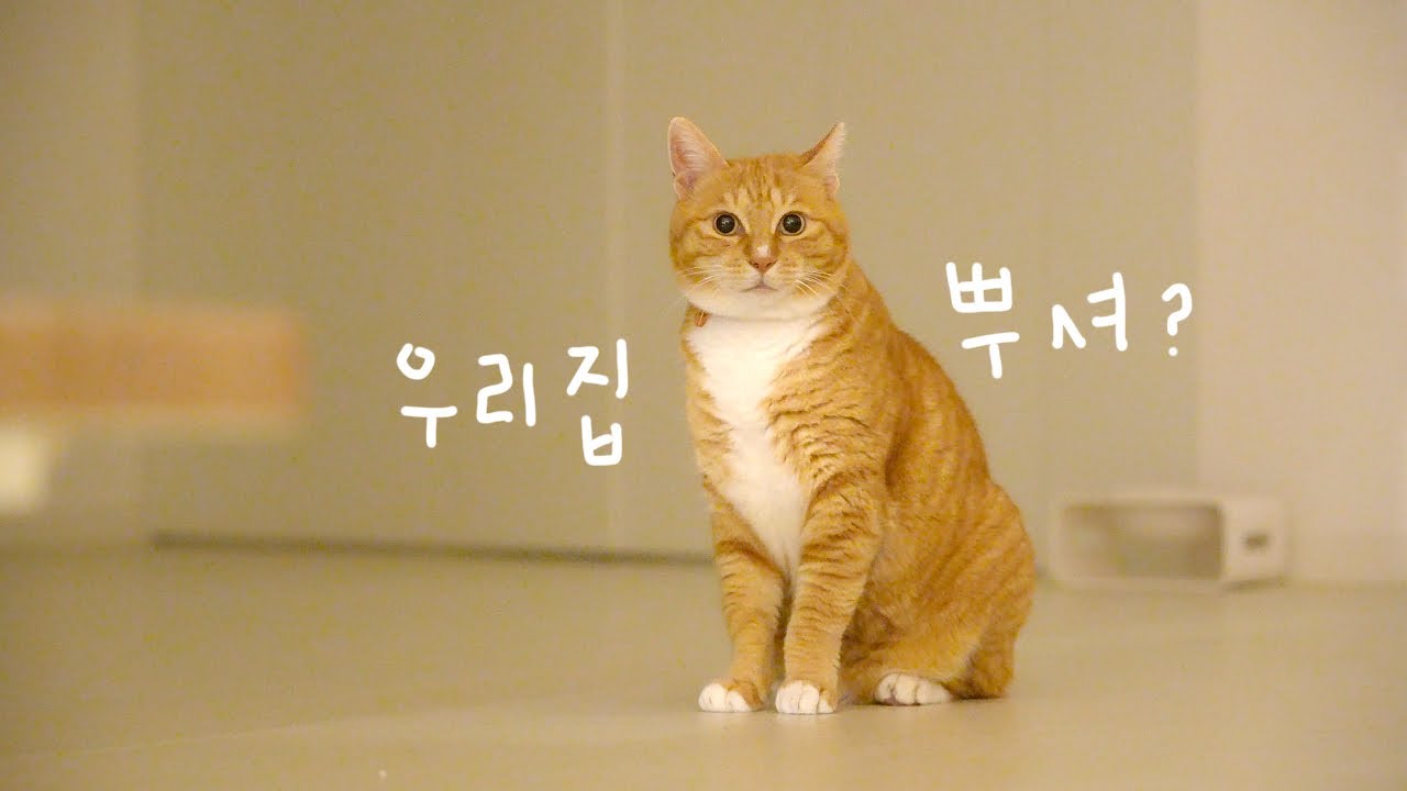 고양이를 위해 2층집을 지었는데.. 철거 위기..?