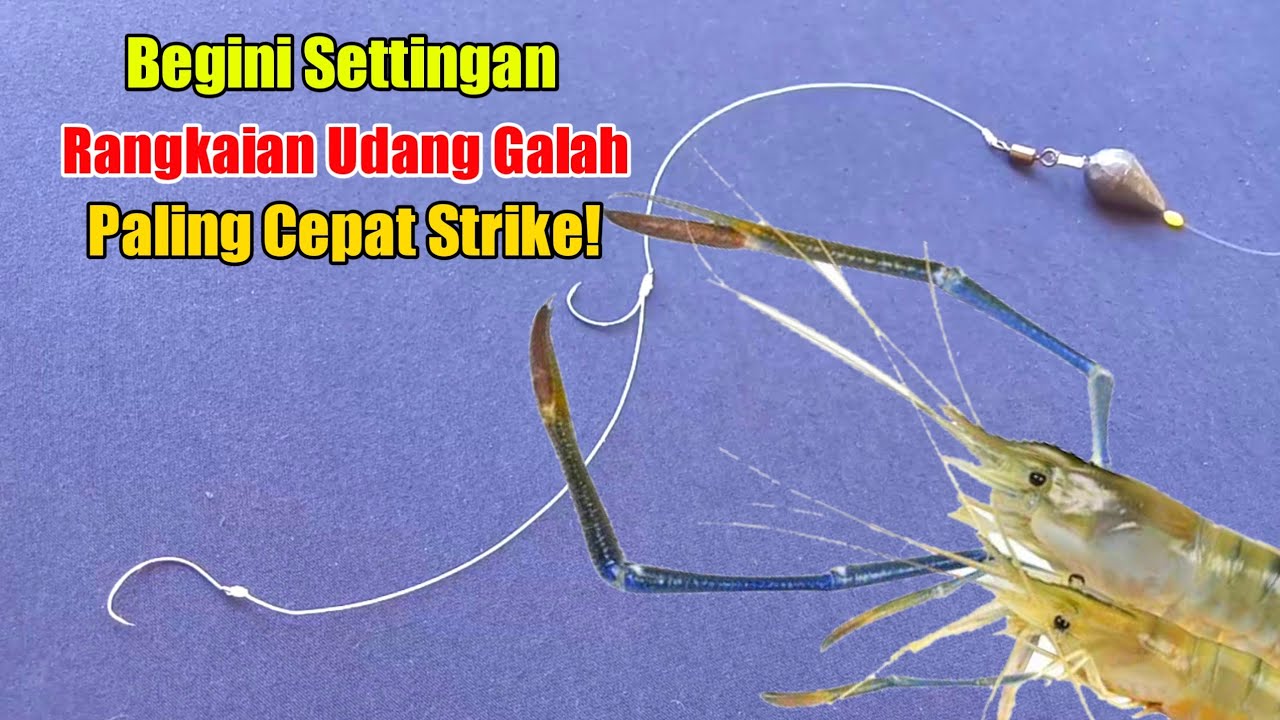 Cara membuat rangkaian pancing udang galah 2 kail @JufriKTL