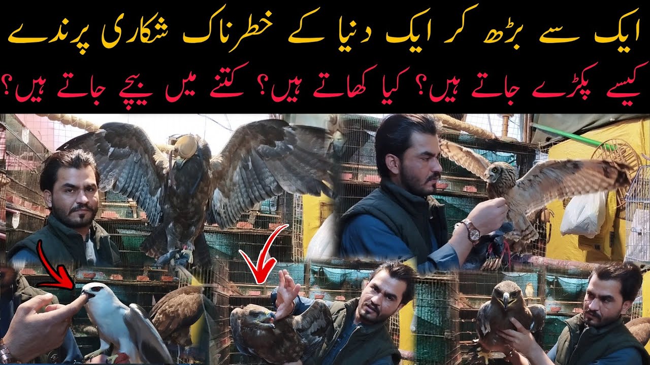 Golden Eagles Falcons Owls Shikra Baz & Hunting Birds in Jumma Khan Shop Saddar Karachi 😱😲😨