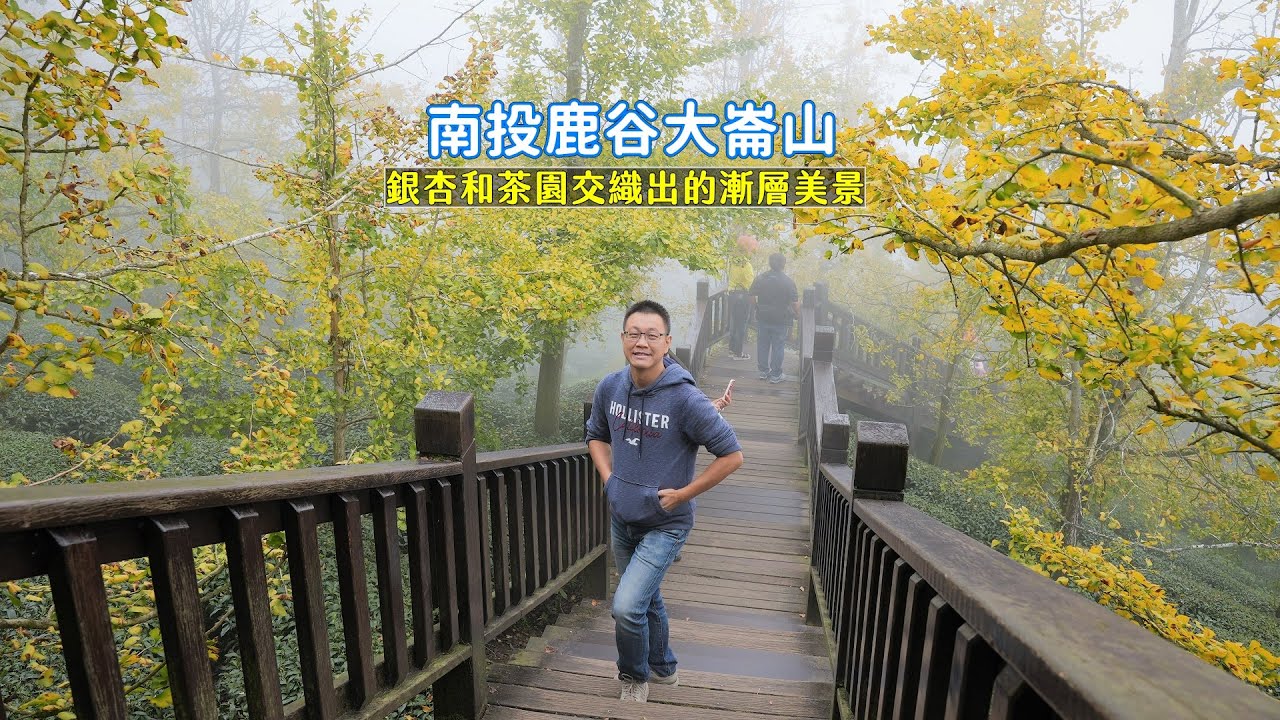 南投鹿谷大崙山的銀杏森林轉黃了！茶園綠和銀杏黃的漸層色美景等你來拜訪