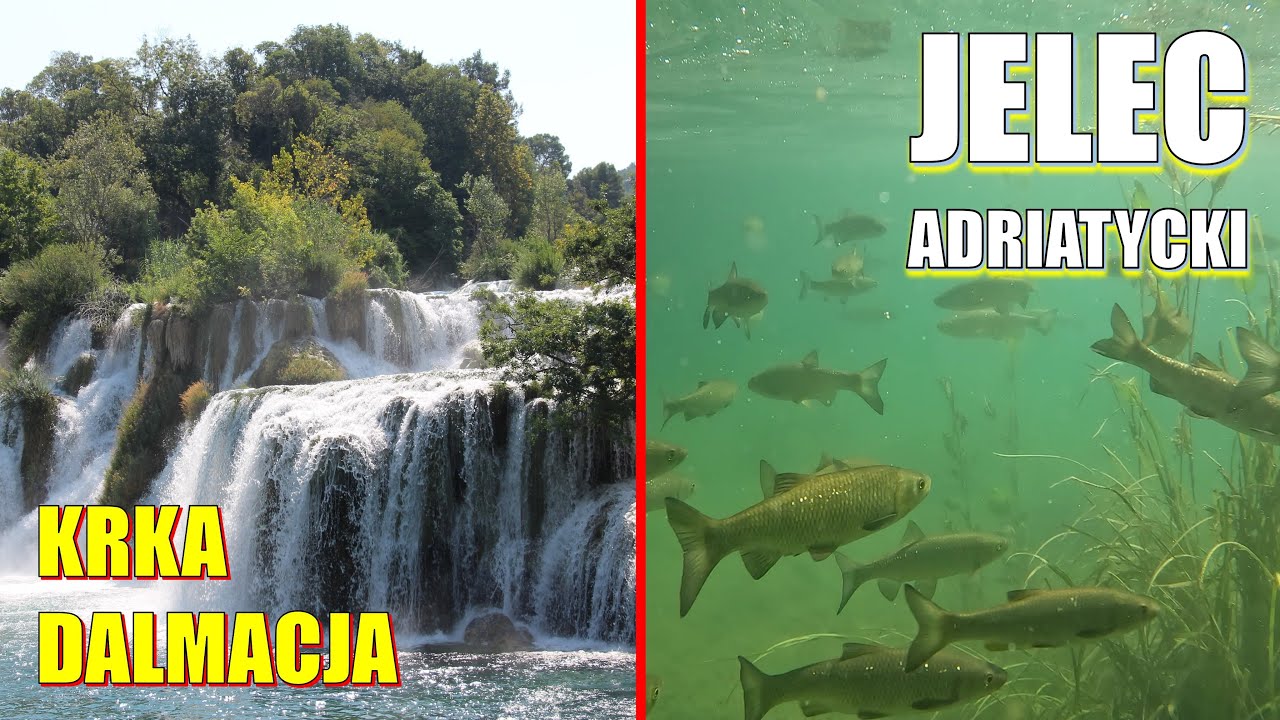 Jelec adriatycki. Krka, Dalmacja, Chorwacja.