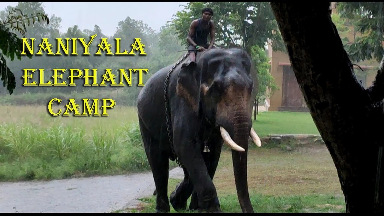 Naniyala Elephant Camp | Kuppam | AP | India