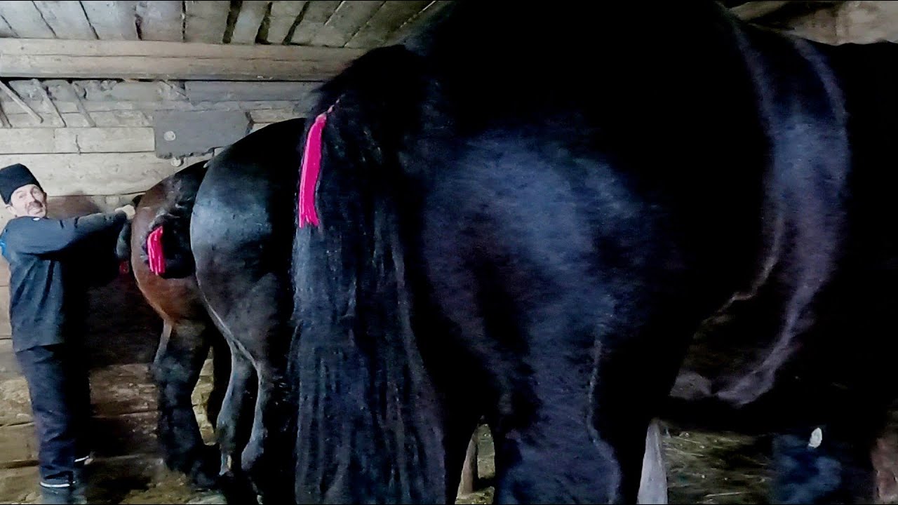 Armăsarii lui Petrică Boicu de la Iaslovăț-Bucovina în grajd 2023