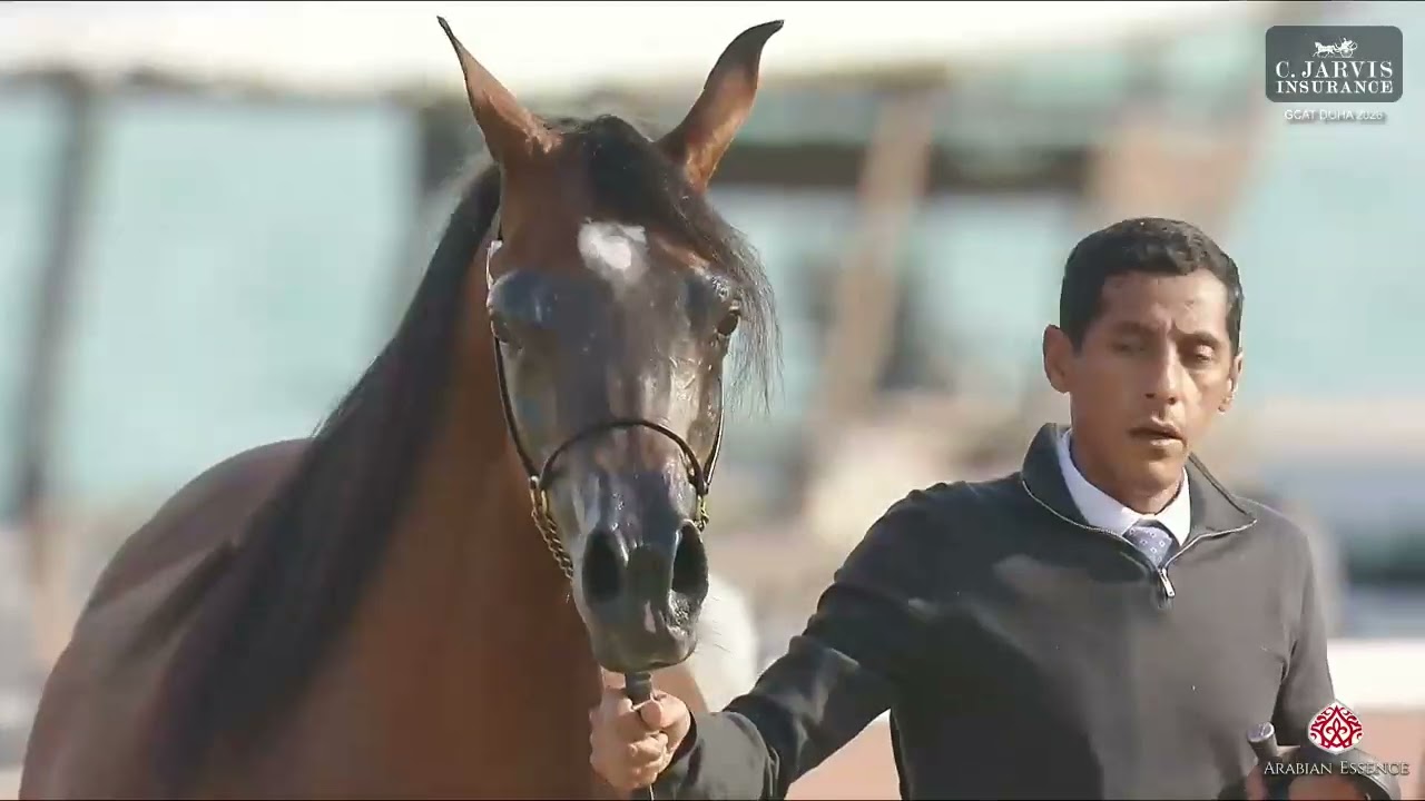 N.169 EXXALTED EMPRESS GRK - GCAT Doha 2026 - Mares 7-10 Years Old A (Class 8A)