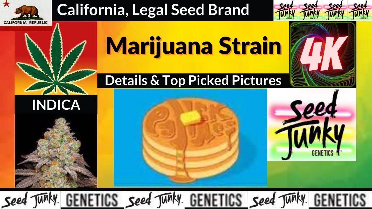 Pancakes Seed Junky Genetics Details