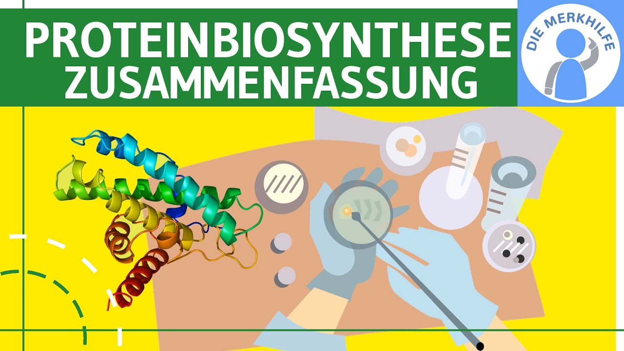 Proteinbiosynthese - Translation & Transkription - Abiturzusammenfassung Proteinbiosynthesen Genetik