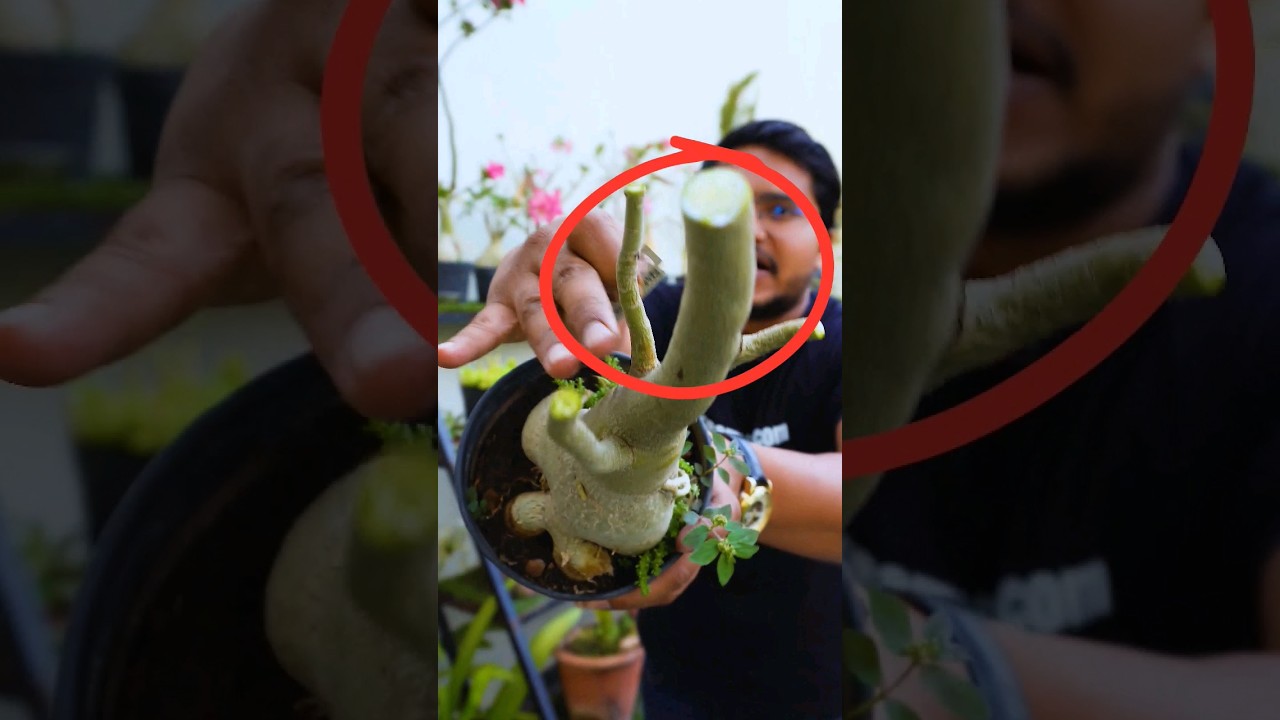 Adenium Pruning Tips- Do This To Avoid Fungus In Adenium Plants #plants #gardening #adenium #bonsai