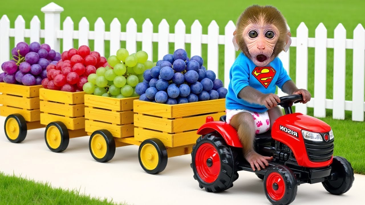小猴子 Gogo 被彩虹葡萄嚇到了🍇🌈| Gogo Monkey Life