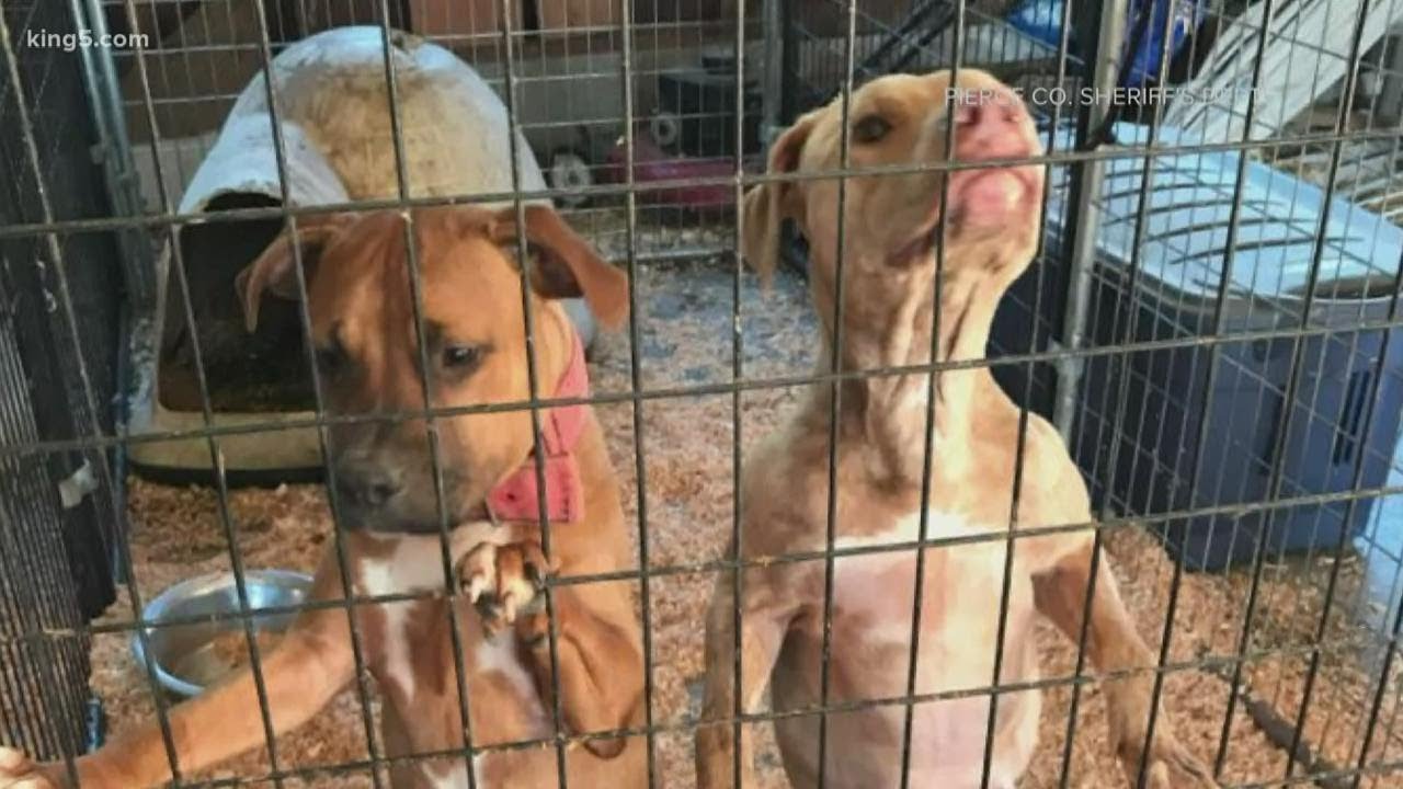 Dozens of dogs rescued from animal cruelty in Pierce County ready for adoption
