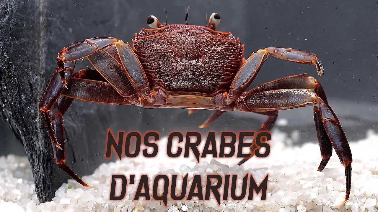 Arrivage de crabes et d'écrevisses  (Floraquatic)