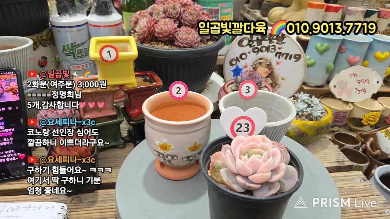 일곱빛깔다육농원💥화요,라이브방송💥이쁜다육,가성비,짱화부