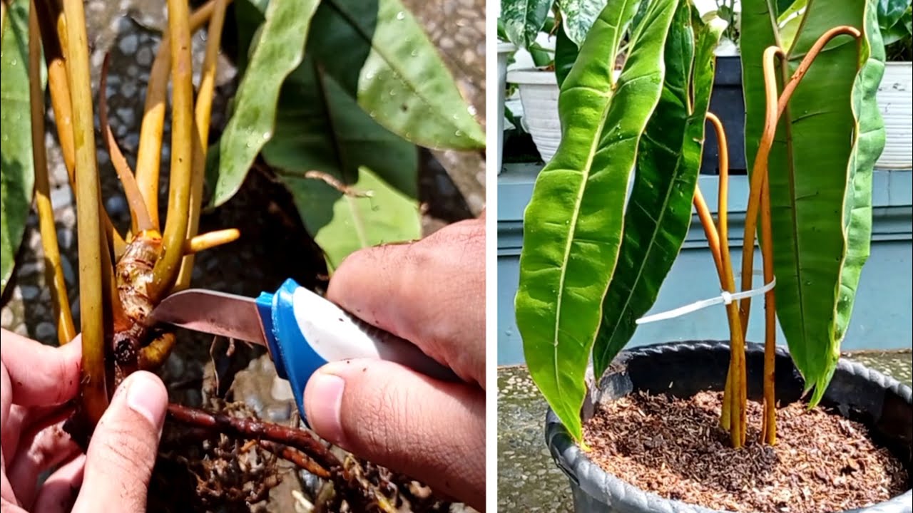 How to Propagate Philodendron Billietea For Beginners| PHILODENDRON PLANT PROPAGATION
