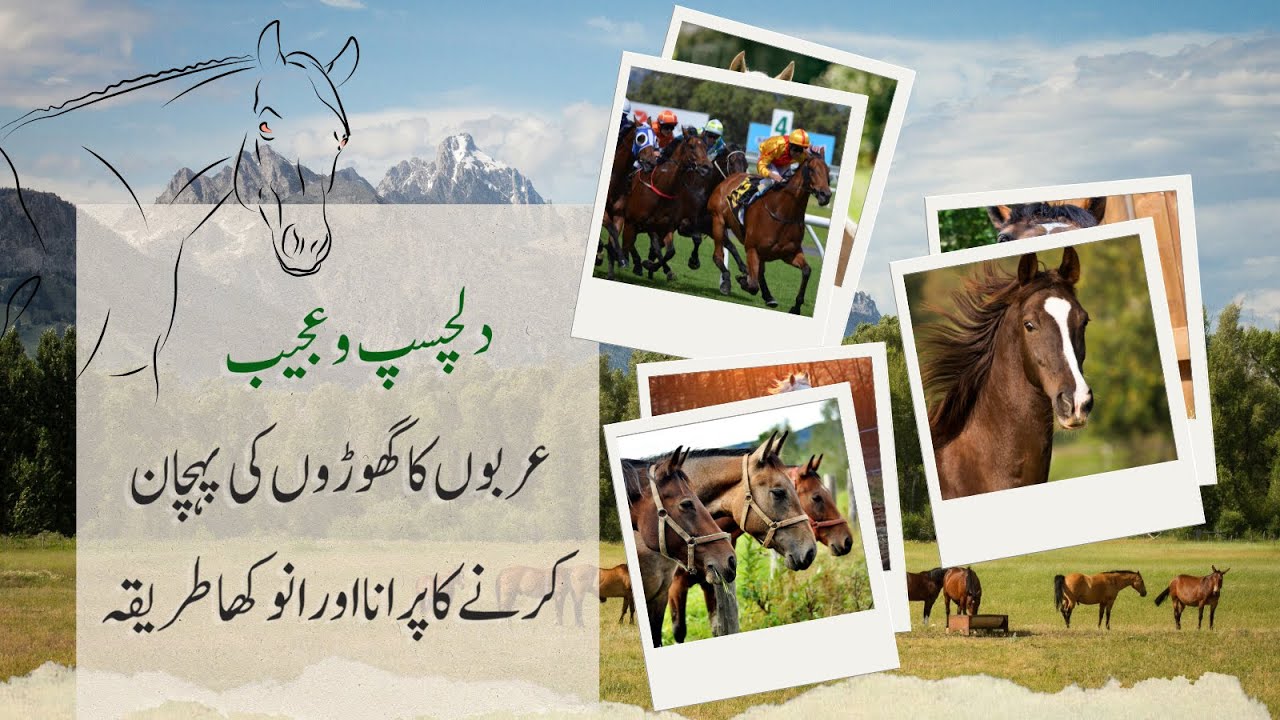 Horses & Human Nature: A Tale of Integrity | Voice Pearls |