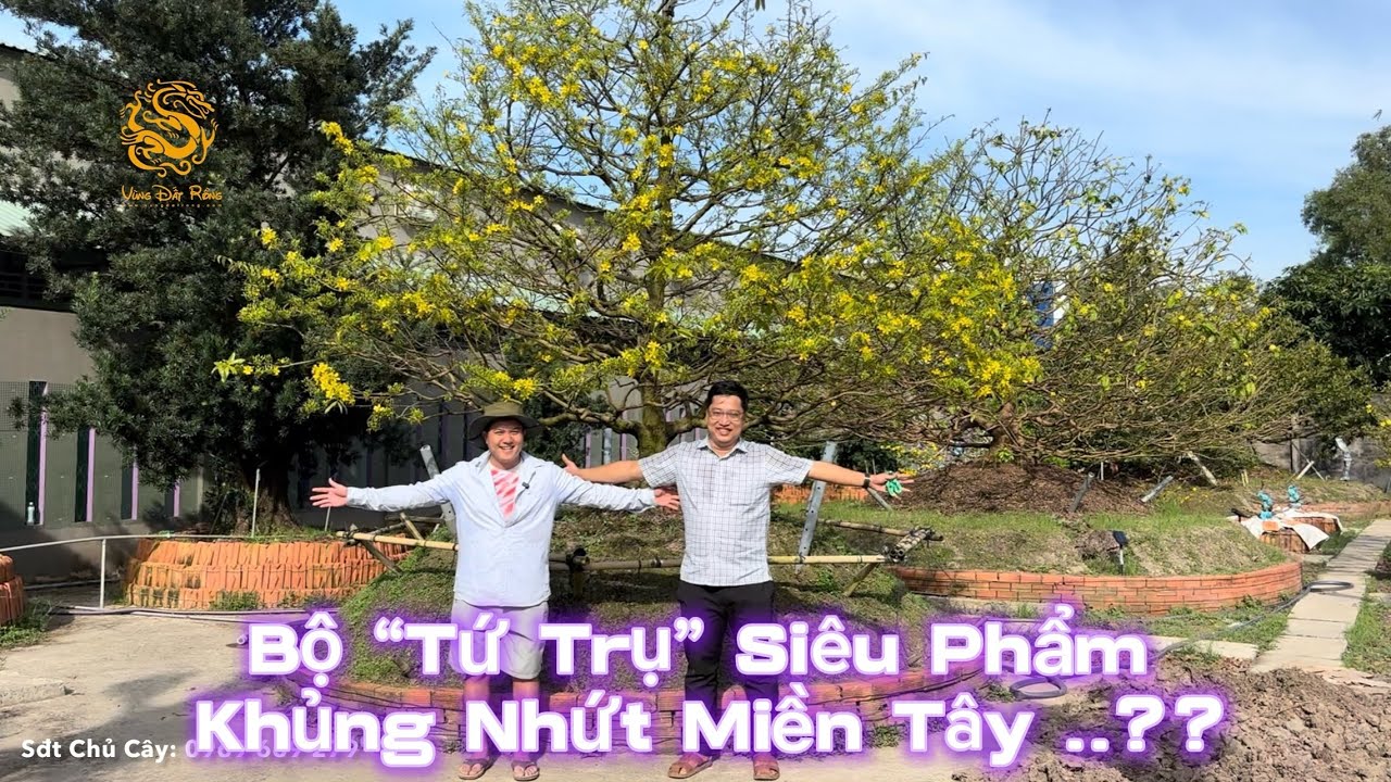 🐉💥Xuất hiện bộ “Tứ Trụ” siêu Phẩm Mai Vàng cổ thụ Khủng Nhất Miền Tây ở Cai Lậy ?|Vùng Đất Rồng 