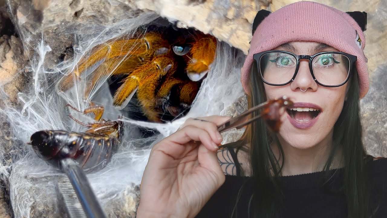Неожиданная атака OBT!.. Интенсивные атаки тарантулов с использованием ОЧЕНЬ КРУПНЫХ тараканов!!