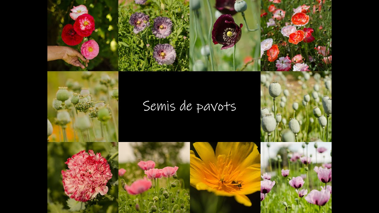 Semis de pavots