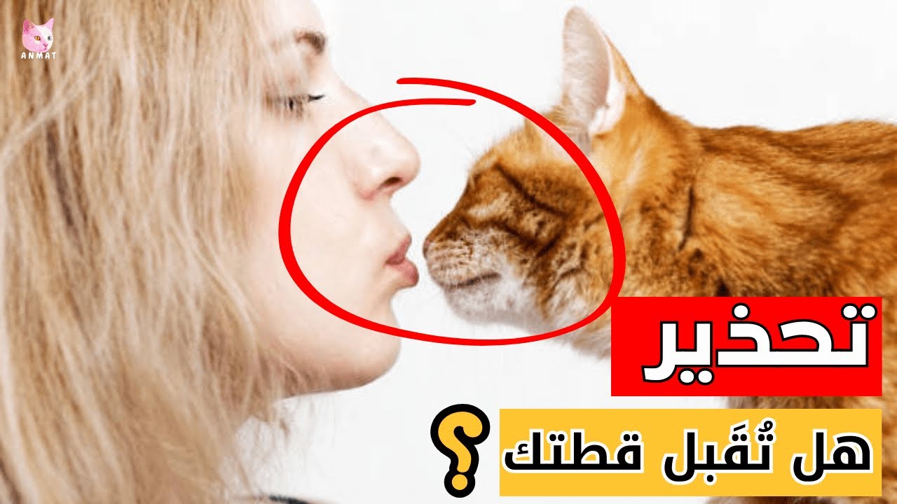 تحذير: تقبيل قطتك قد يكون خطأ فادحاً! اكتشف السبب والحقيقة!😼