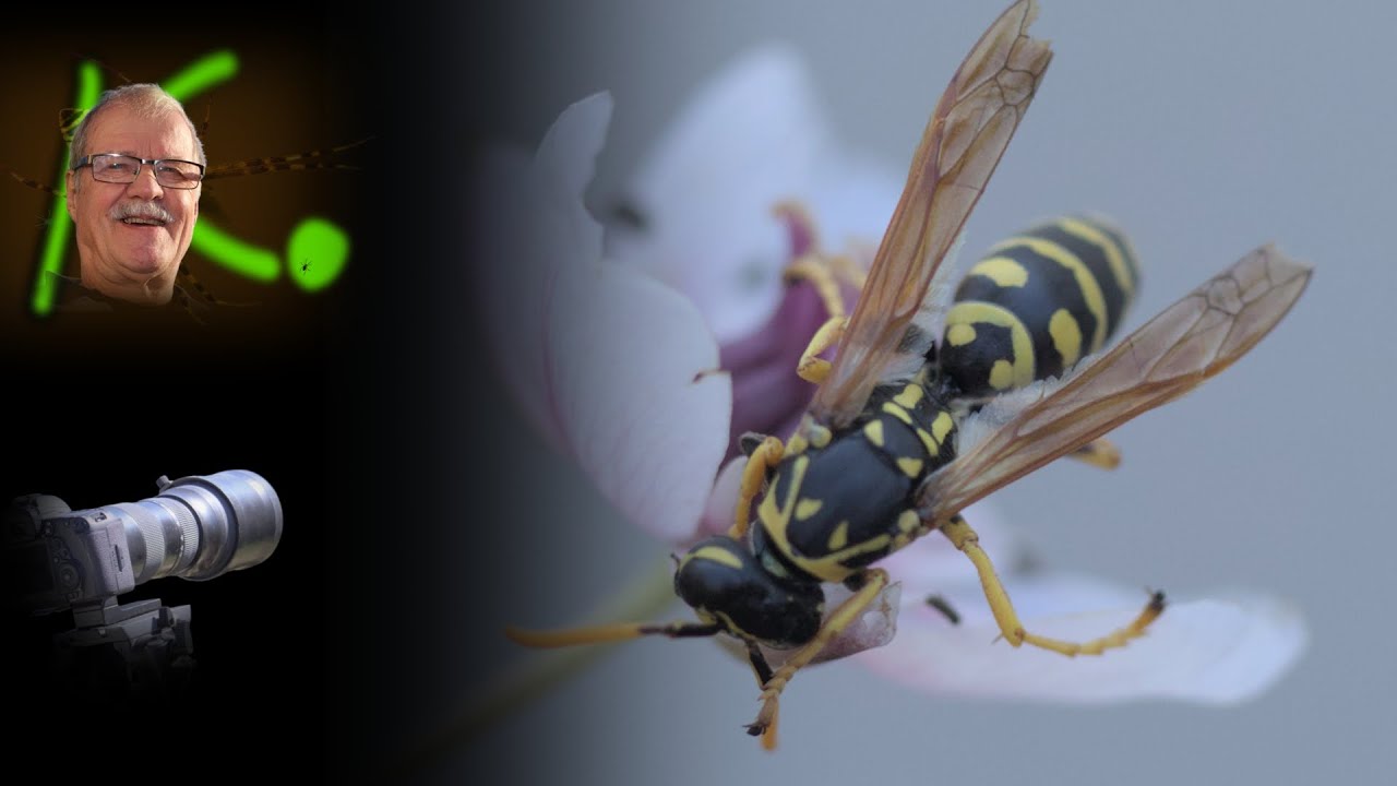 Feldwespe - Polistinae