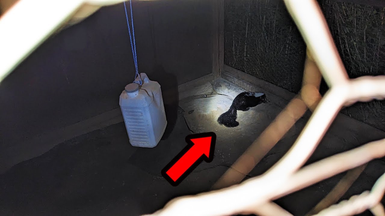 This Came Into My Chicken Coop At 12:00 AM