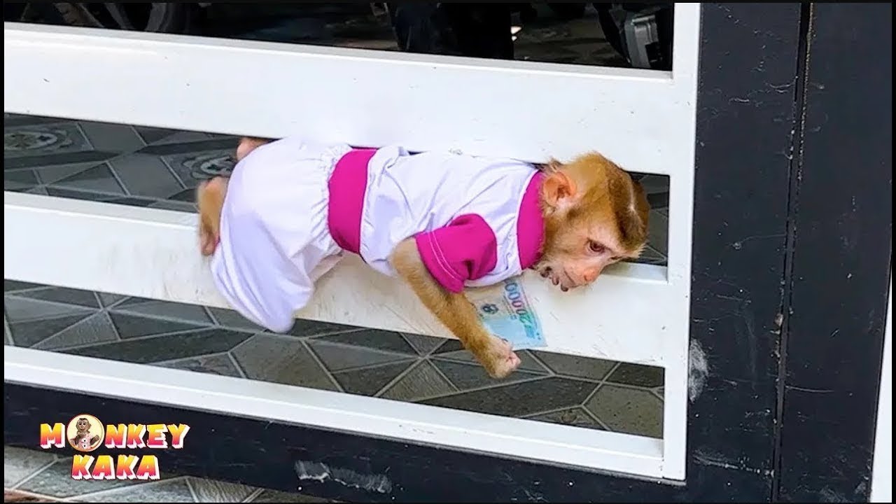 Monkey Kaka crawled out of the gate to find mom