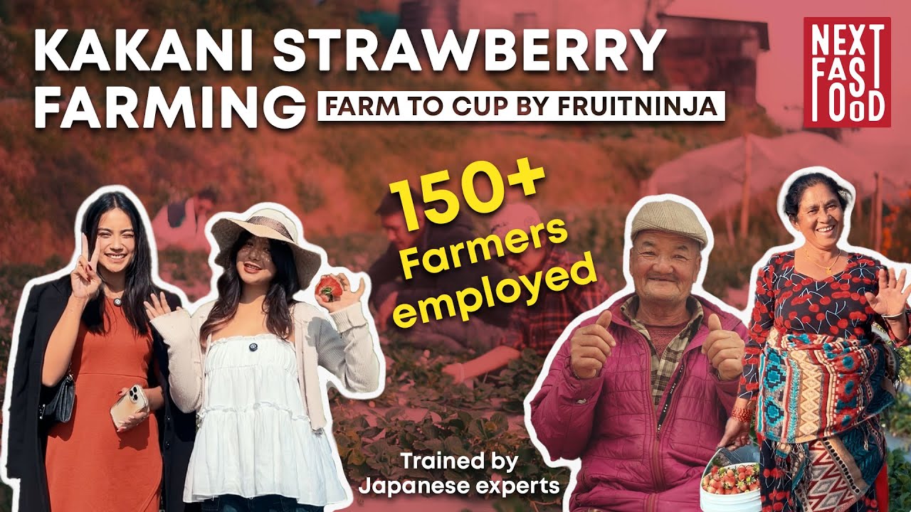 Strawberry Farm Kakani , Nepal | 150+ Farmers employed| Next Fast Food |