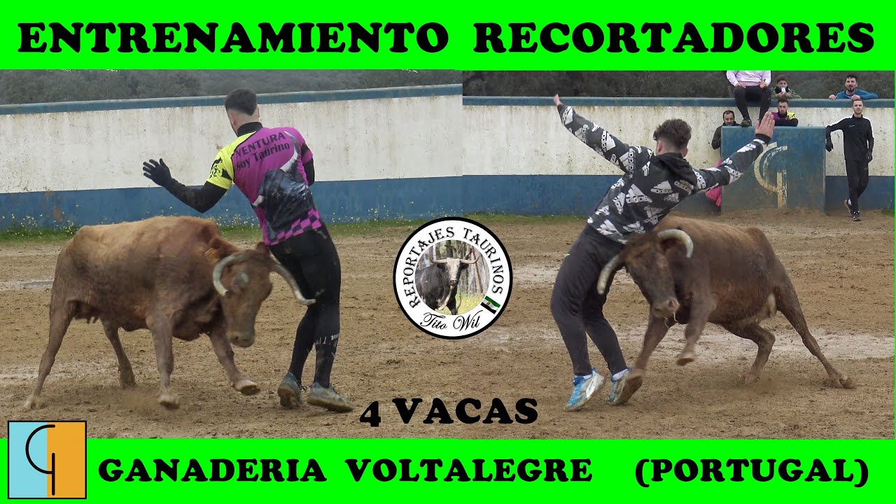 CAPEA ENTRENAMIENTO  4 VACAS GANADERIA VOLTALEGRE PORTUGAL 2026