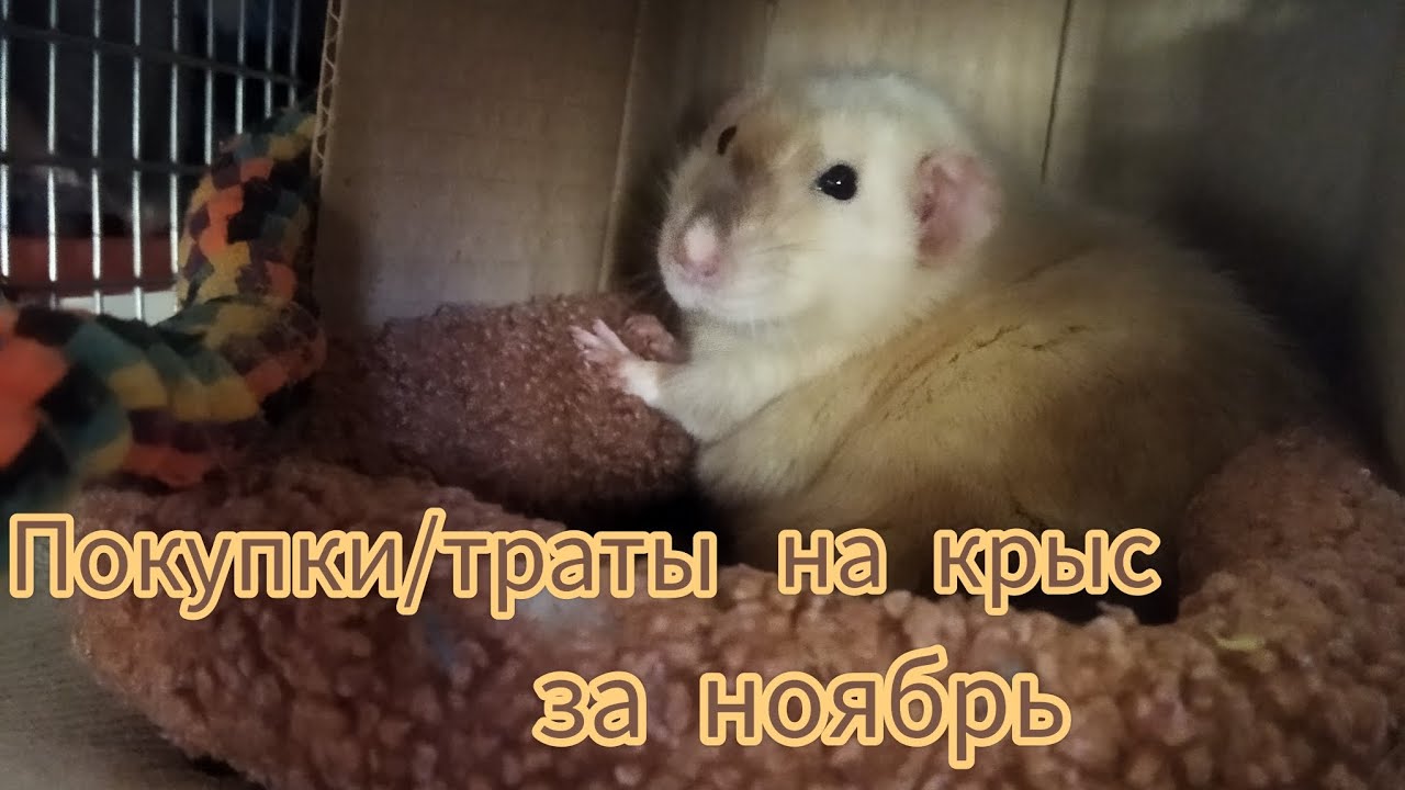 Покупки/траты на крыс за ноябрь. #моилюбимки #листиккексикмишутка #животные #твимз #крысы #rats