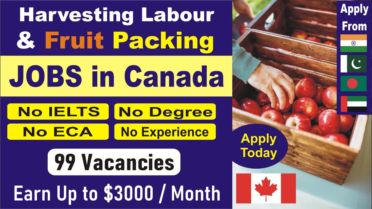 Harvesting Labour and Fruit Packing Jobs in CANADA 2022 | Apply Without IELTS from India & Pakistan