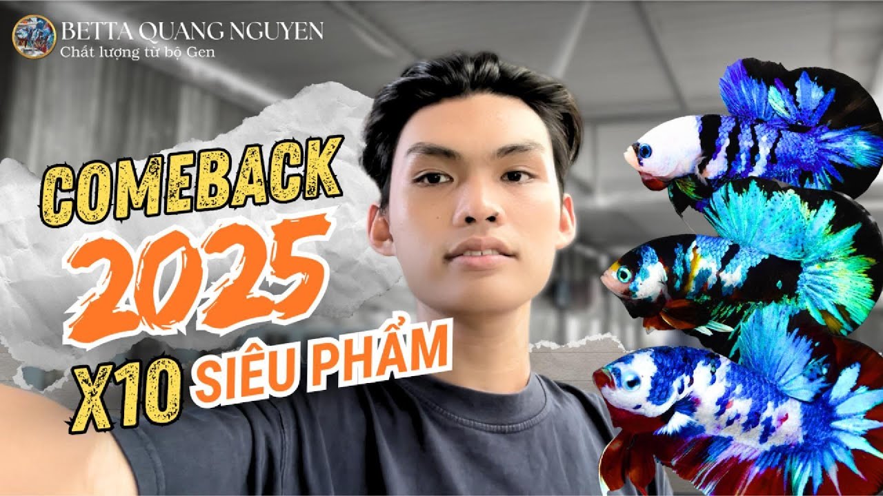 Vlog Betta Quang Nguyễn Trở Lại 2025 - Chiêm Ngưỡng Những Con Cá Betta Xuất Sắc Nhất