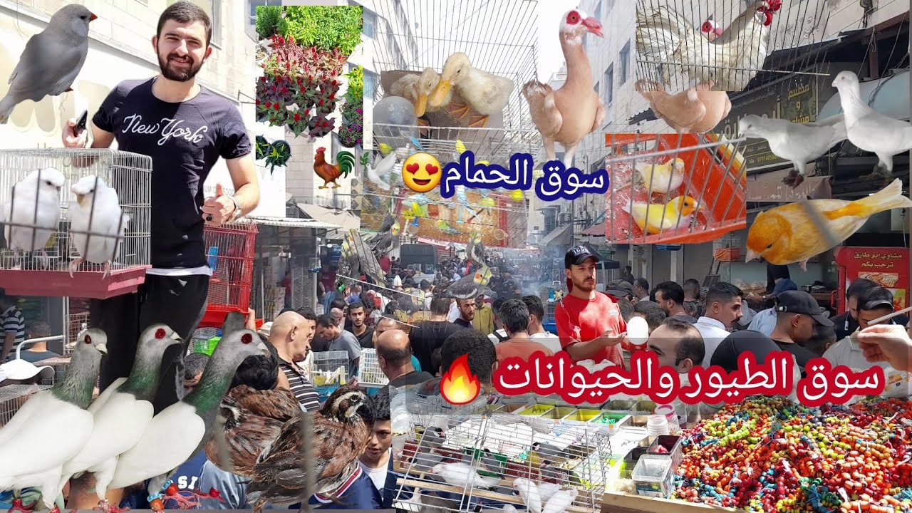 سوق الطيور والحيوانات واسعارها وسوق الحمام في الاردن عمان وسط البلد 🔥🕊🐓🐦🐦‍⬛🦆🐤🐣🐥🦜🪿🦃🐹🌷🐠🐟