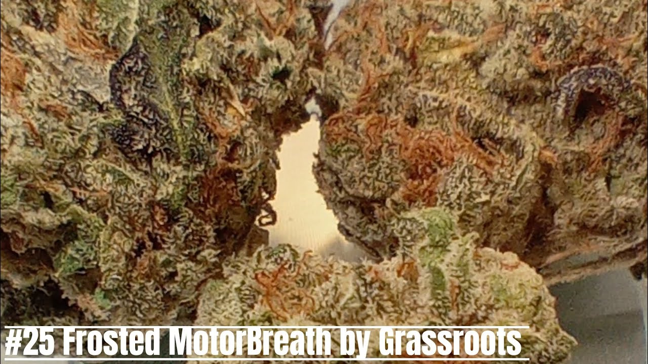#25 Frosted MotorBreath by Grassroots (Official Review) Curaleaf (Grassroots)