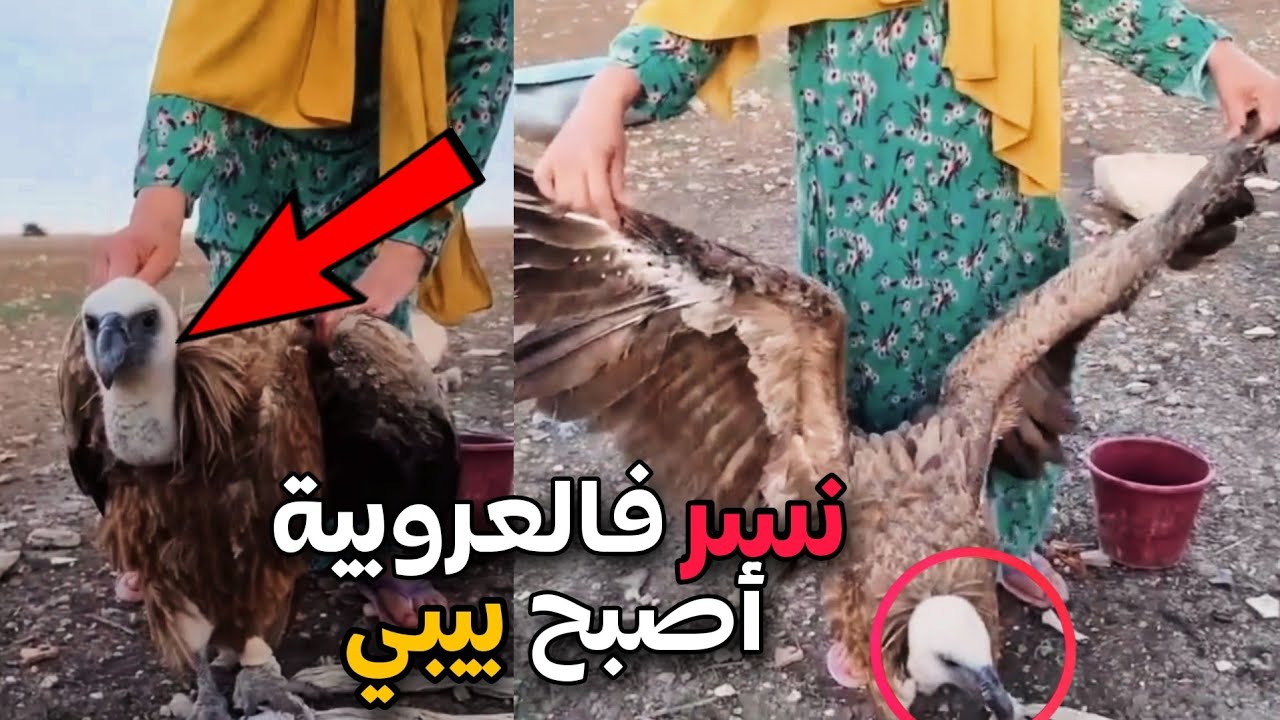 هاد المرأة لقات نسر 🦅 ورباتو كاتعطيه النخالة والخبز كارم بحال بيبي 😂‼️