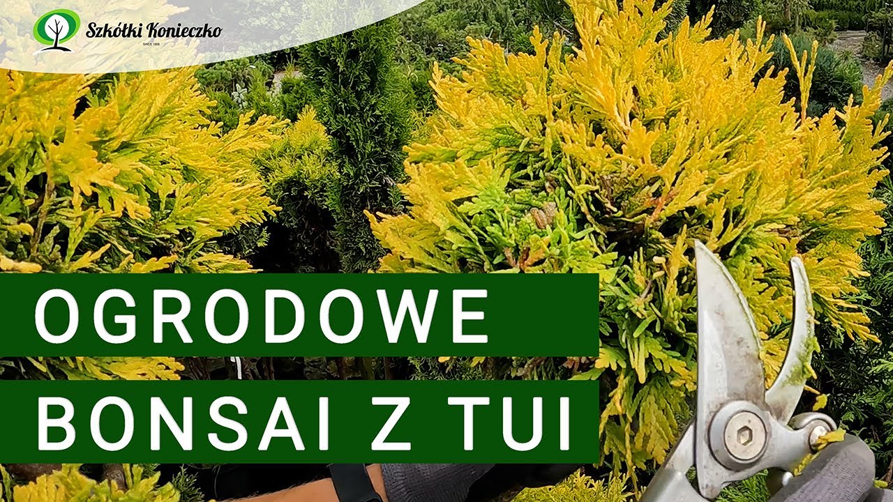 Ogrodowe Bonsai z Tui | Jak Przycinać? - Szybkie Formowanie Tui w Kule✂️🌲
