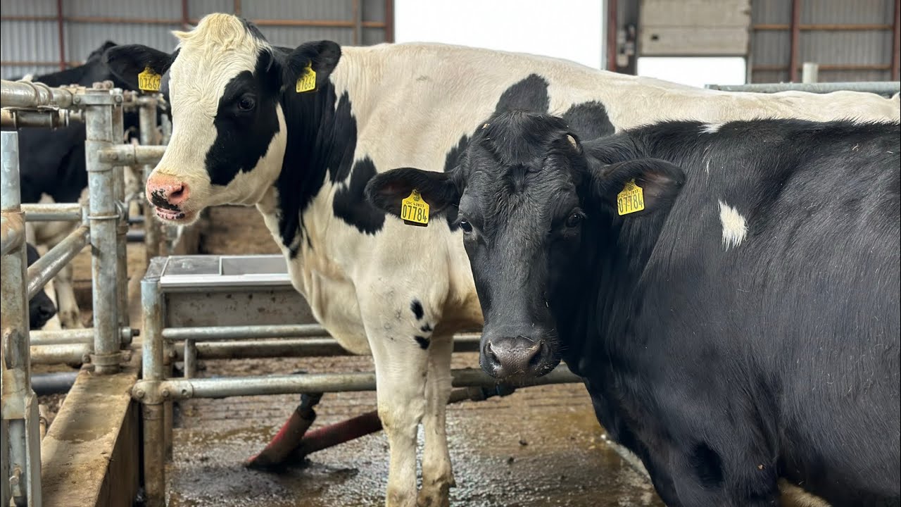 DANİMARKA ‘da Holstein Gebe Düve Seçiminden Görüntüler #tarım #hayvancılık #gebedüve #savaşdursun