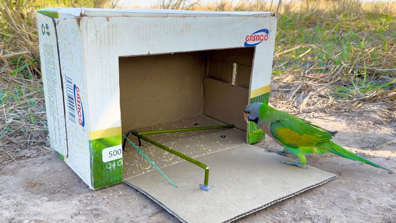 Beautiful Traps - Easy Creativity Parrot Trap Using Cardboard Box