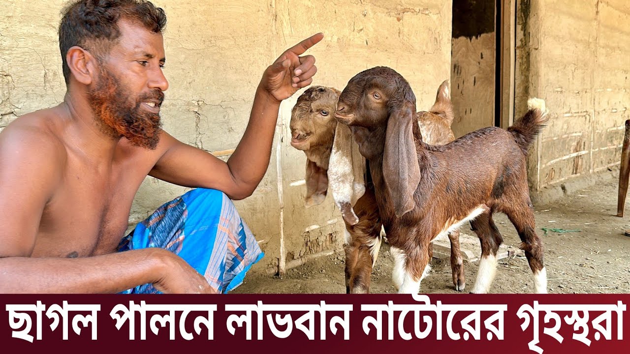 গৃহস্থবাড়ী বাড়ি থেকে ছাগল কিনুন।Goat Farming।