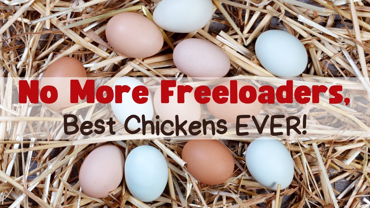 No More Freeloading Chickens! These Ladies are Laying Machines!