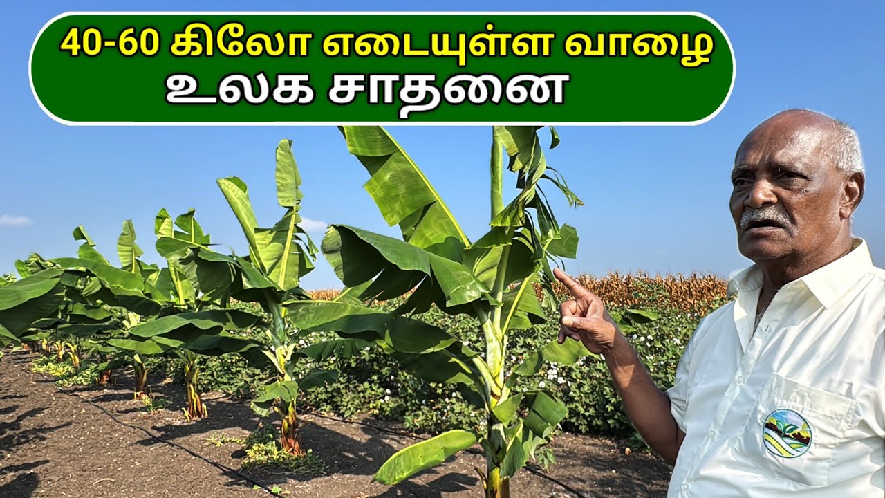 40-60 கிலோ எடையுள்ள வாழை - உலக சாதனை...| Banana Farming with Ponnuswamy oils | Organic farming