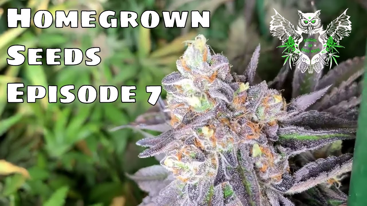 Homegrown Seeds Episode 7