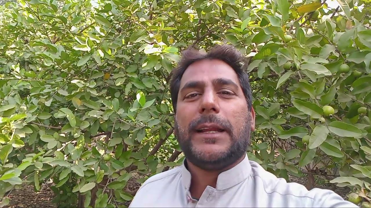 Mausam ke mutabik pahl ko kaise Bachana hai aur pahl ki tadad ko kaise Badhana Hai