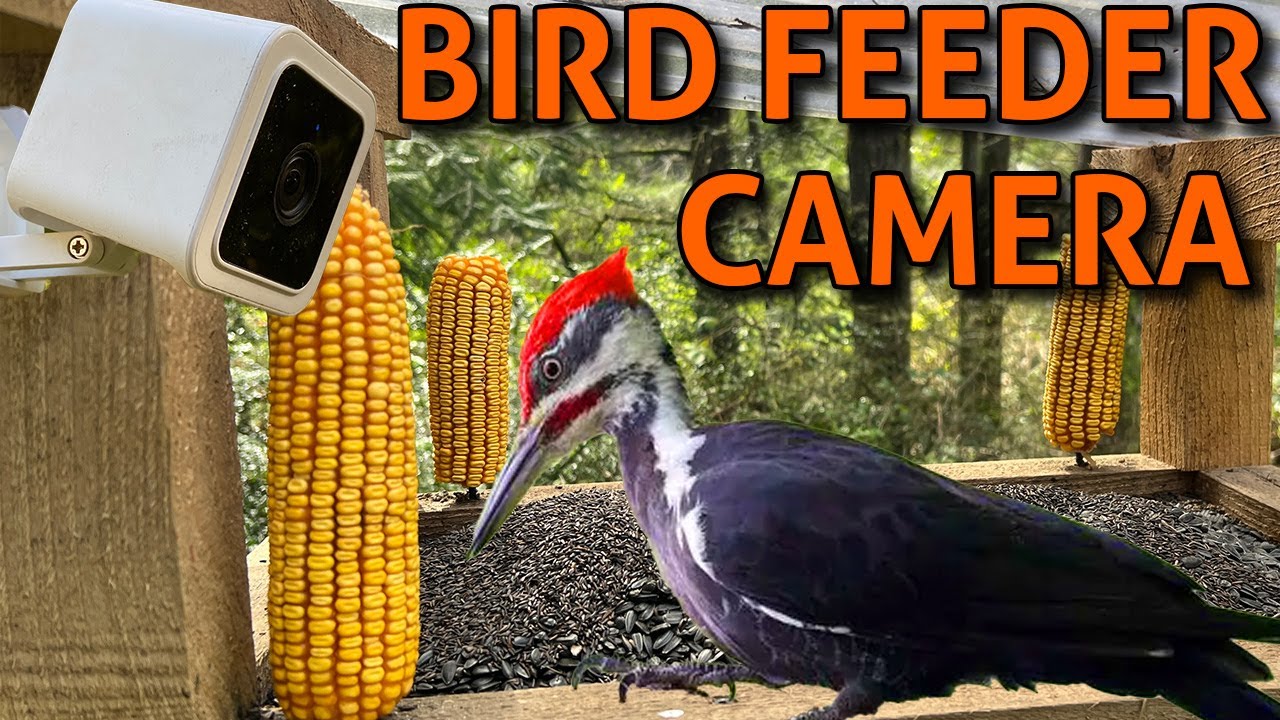 Bird Feeder Camera