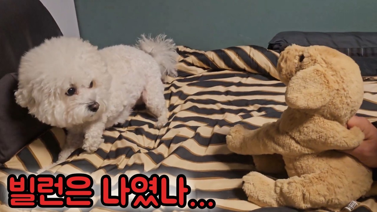 회사 욕하는 누나들 사이에 낀 강아지 ㅋㅋㅋ 기 빨린 비숑 춘식이 사회생활