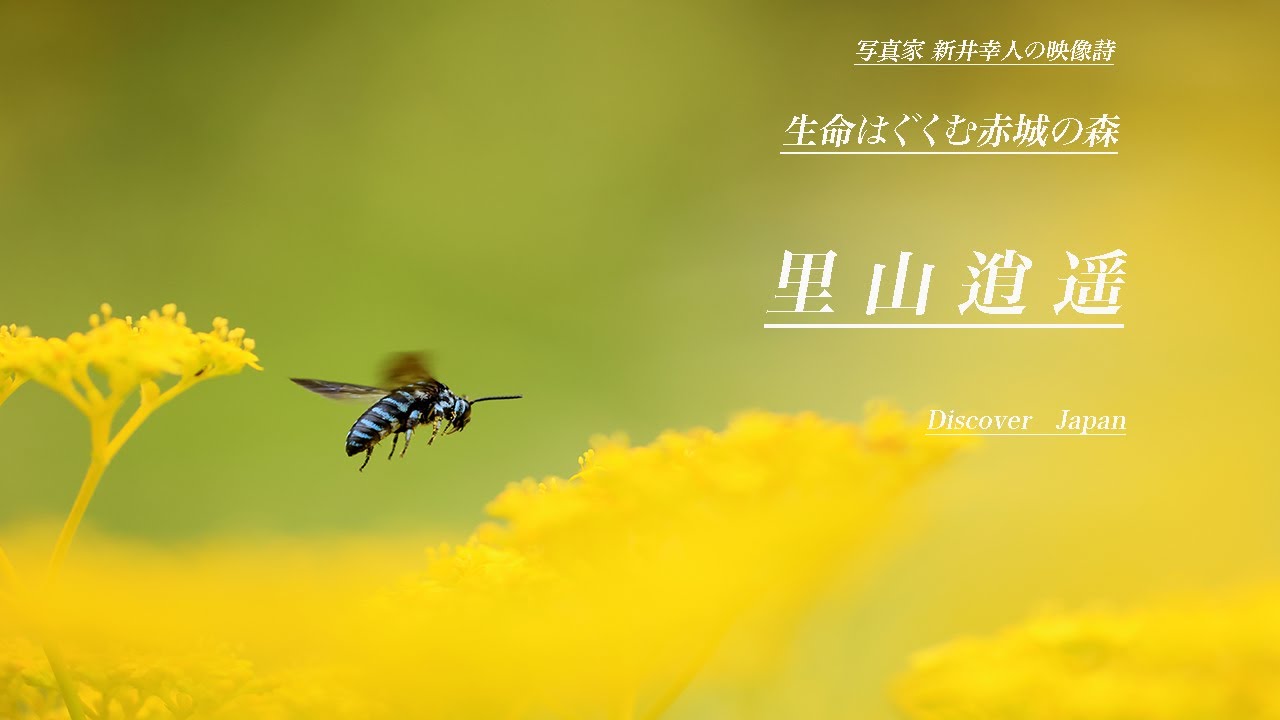 里山逍遥　・生命はぐくむ赤城の森・赤城自然園
