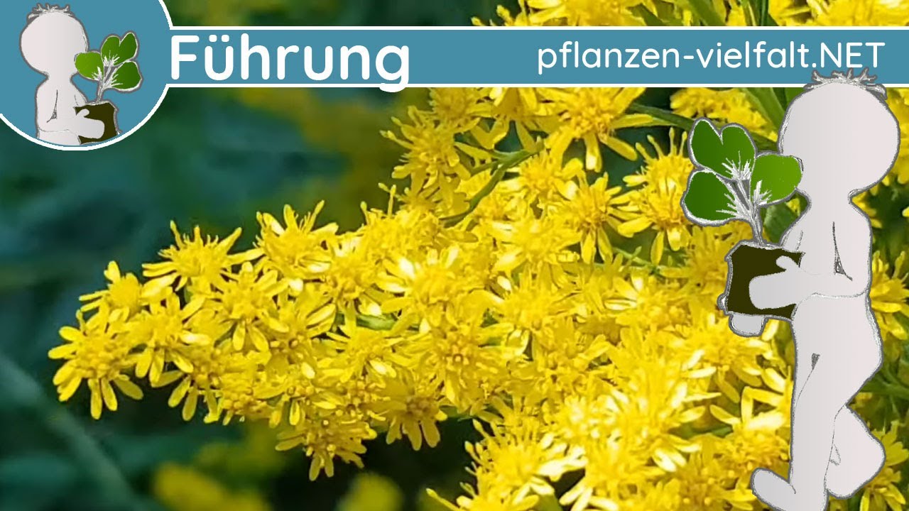 🔎 KW 33 - Wildpflanzenführung 1/1 - (dritte Augustwoche) - Duftendes und invasive Neophyten
