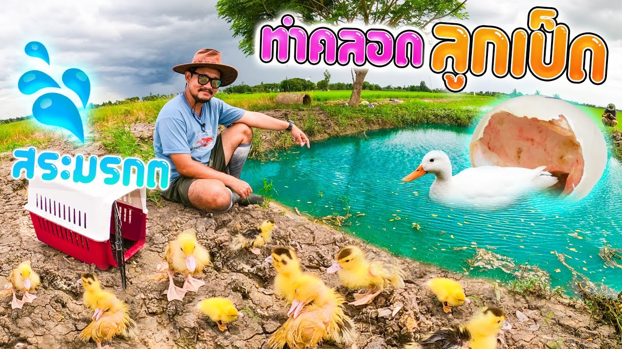 กำเนิดน้อง พะโล้ ทำคลอดเองกับมือ..! giving birth to ducklings.