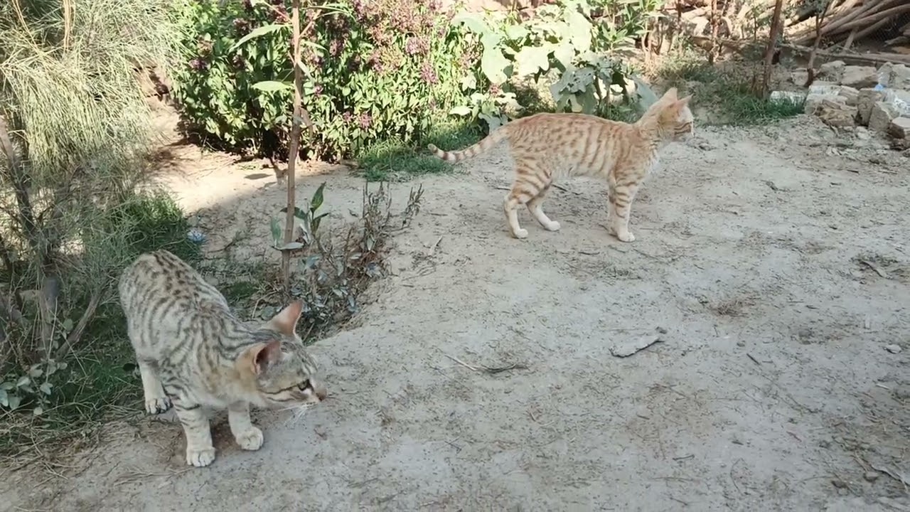 Best cat food in village walidlife 